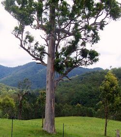 Eucalyptus propinqua Ellenborough River valley.jpg