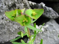 Euphorbia azorica (Flower).jpg