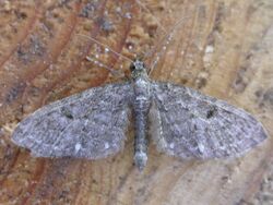 Eupithecia tripunctaria.jpg