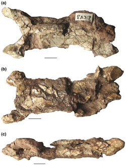 Eurazhdarcho vertebra.png