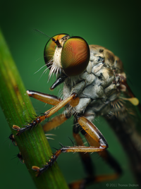 Female Ommatius Robber Fly.png
