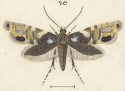 Fig 20 MA I437895 TePapa Plate-XXXIV-The-butterflies full (cropped).jpg