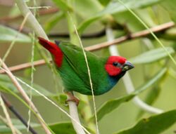 perched green bird with red head and rump