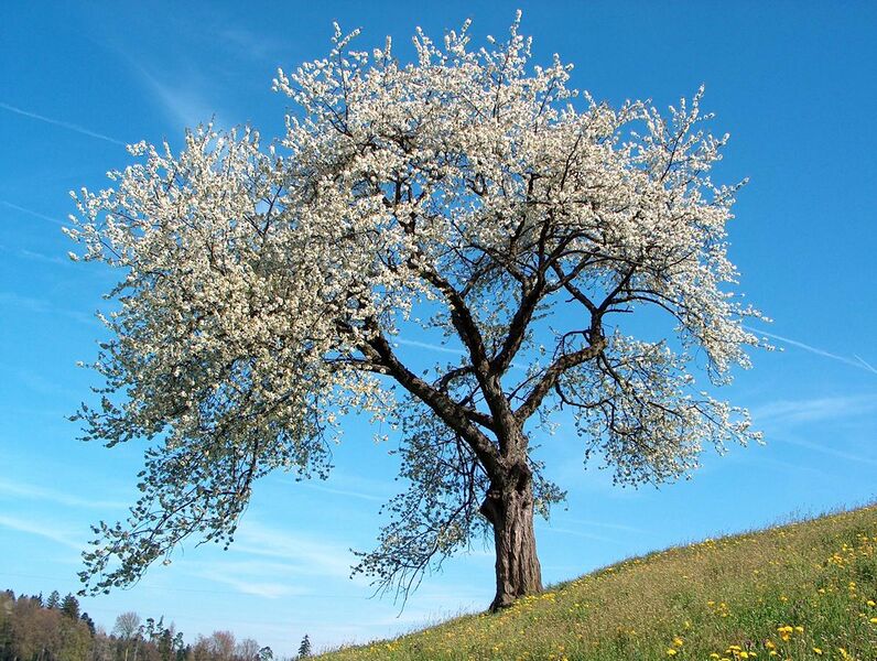 File:Frühling blühender Kirschenbaum.jpg