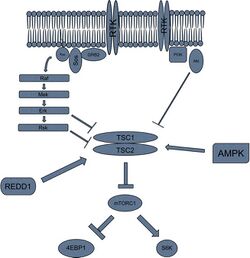 General mTORC1 Pathway.jpg