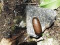 Giant pill millipede-2-bsi-yercaud-salem-India.JPG