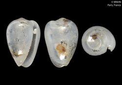 Gibberula rowlingae (MNHN-IM-2000-31659).jpeg