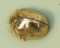 Golden Tortoise Beetle - Charidotella sexpunctata.jpg