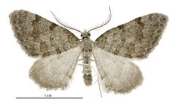 Helastia farinata male.jpg