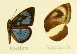 Hyettina inSeitzVol13.jpg