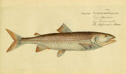 Ichthyologie; ou, Histoire naturelle des poissons (Plate 103) (6918371606).jpg