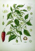 Illustration Capsicum annuum0.jpg