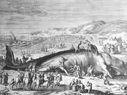Im Februar 1598 an der holländischen Küste gestrandeter Walfisch.jpg
