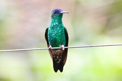 Indigo-capped Hummingbird (Amazilia cyanifrons) (8079781711).jpg