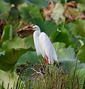 Intermediate Egret in breeding plumage.1 - Fogg Dam - Middle Point - Northern Territory - Australia.jpg