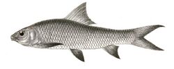 Labeo nigripinnis Mintern 132.jpg