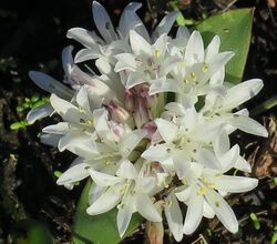 Lachenalia maughanii02.jpg