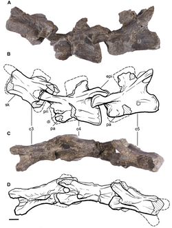 Leonerasaurus cervical vertebrae.png