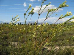 Leucadendron flexuosum 18284749.jpg