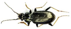 Loricera pilicornis bl2.jpg