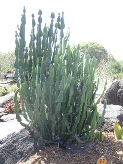 MCBG Euphorbia kamerunica.JPG