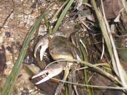 Maltese freshwater crab (2007).jpg