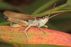 Marsh Meadow Grasshopper - Pseudochorthippus curtipennis, Scott Hill Lake, Alberta (27906124469).jpg