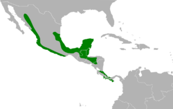 Megascops guatemalae map.svg