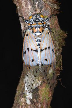 Milky Cicada (Ayuthia spectabile) (8745118020).jpg