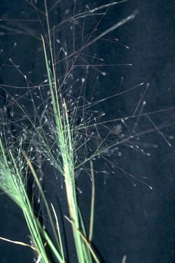 Muhlenbergia asperifolia NRCS-1.jpg