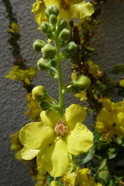 Mullein 1.jpg