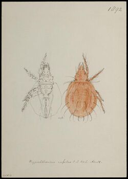 Naturalis Biodiversity Center - RMNH.ART.1857 - Hypochthonius rufulus (C. L. Koch) - Mites - Collection Anthonie Cornelis Oudemans.jpeg