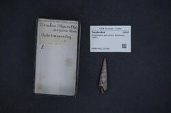 Naturalis Biodiversity Center - RMNH.MOL.227082 - Pristiterebra petiveriana (Deshayes, 1857) - Terebridae - Mollusc shell.jpeg