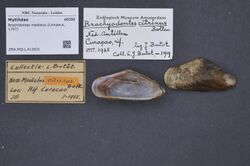 Naturalis Biodiversity Center - ZMA.MOLL.412621 - Brachidontes modiolus (Linnaeus, 1767) - Mytilidae - Mollusc shell.jpeg