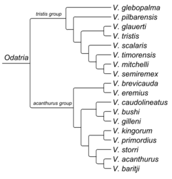 Odatria (Vidal et al. 2012).png