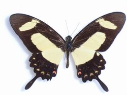 Papilio torquatus Cramer, 1777Male.JPG
