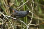 Paramo seedeater.jpg