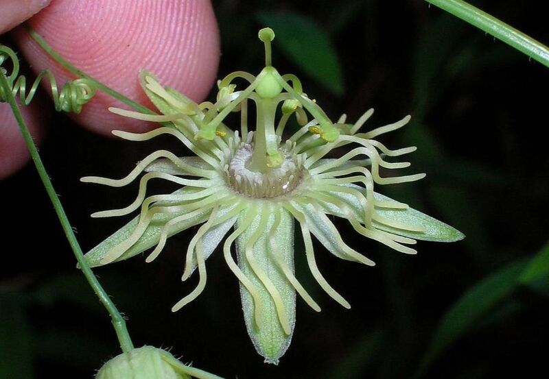File:Passiflora lutea...JPG