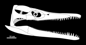diagram of the skull in side view
