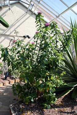 Pereskia grandifolia 24zz.jpg