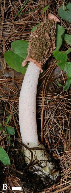 Phallus calongei.jpg