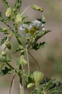 Physalis acutifolia.jpg