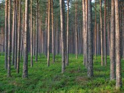 Pine forest in Estonia.jpg