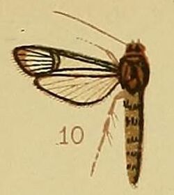 Pl.41-fig.10-Synanthedon cyanescens (Hampson, 1910) (Ichneumenoptera).JPG