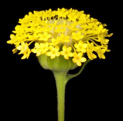 Podotheca chrysantha - Flickr - Kevin Thiele.jpg