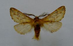Ptilophora plumigera.m.jpg