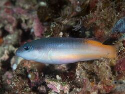 Raja dottyback weakly striped version (Pseudochromis ammeri) - 49682256162.jpg