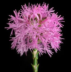 Regelia inops - Flickr - Kevin Thiele.jpg