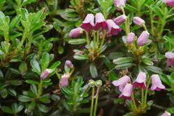Rhododendron campylogynum.jpg