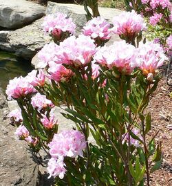 Rhododendron chapmanii.jpg